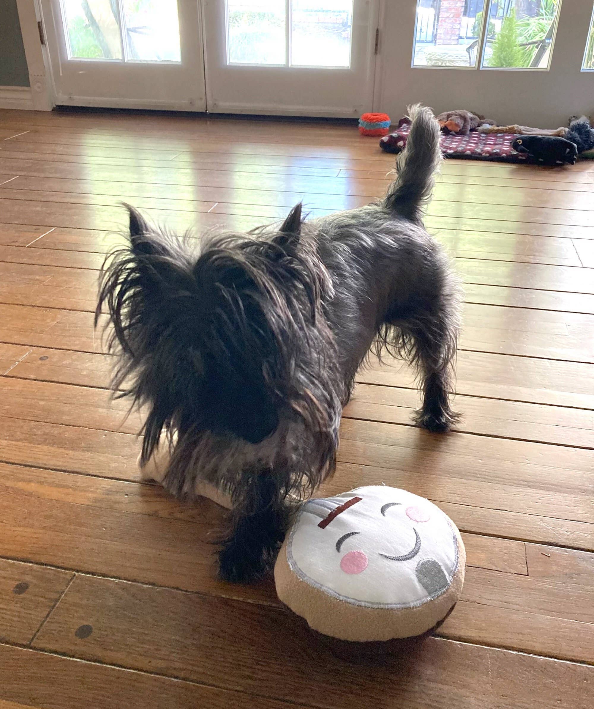 Screaming Pickles - Wholesale Pet Plush Toy - Dog - Handmade Pet Toys - Banjo Plush Toy for Dogs or Cats4