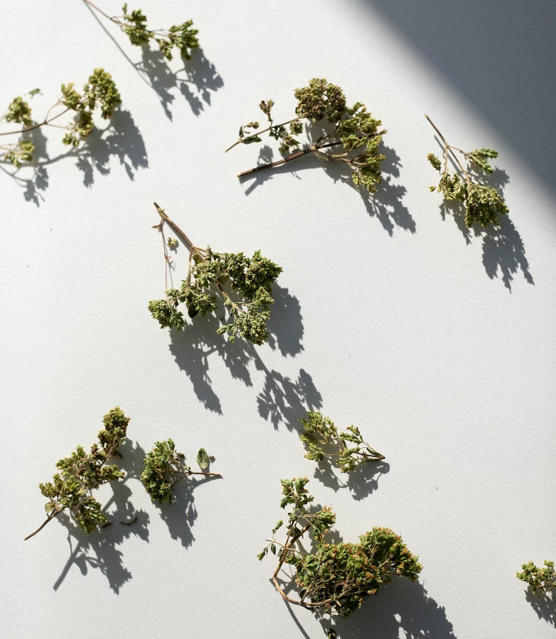 Daphnis and Chloe – wholesale Örter – Grekisk oregano i bukett1