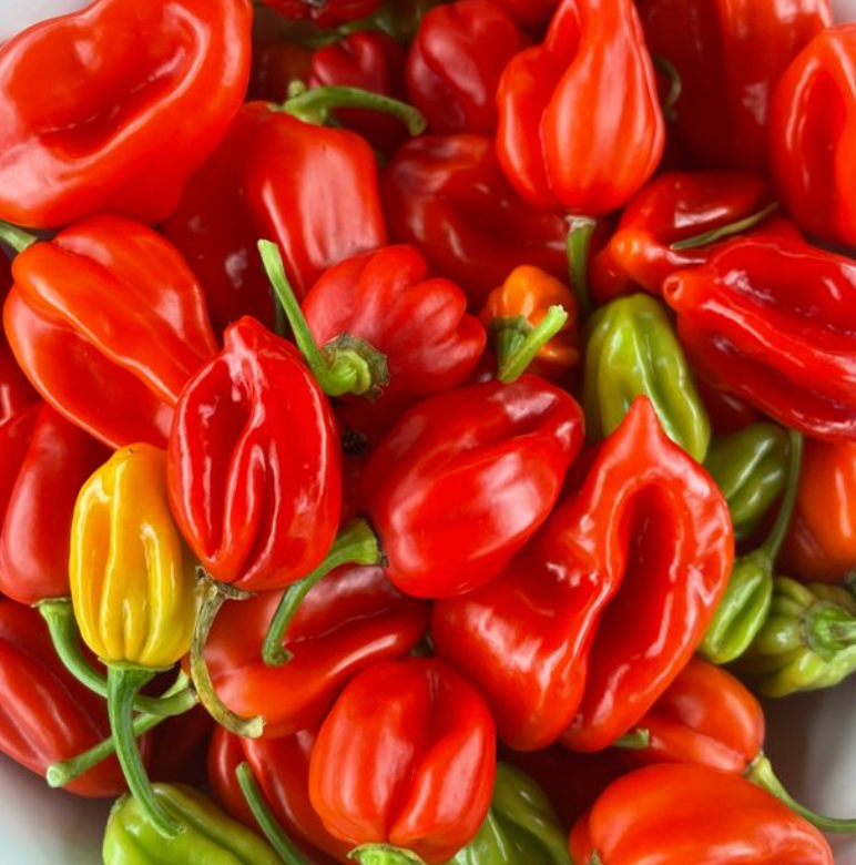 Little Veggie Patch Co - Wholesale Plant seeds - Chilli 'Habanero Mixed' Heirloom Seeds2