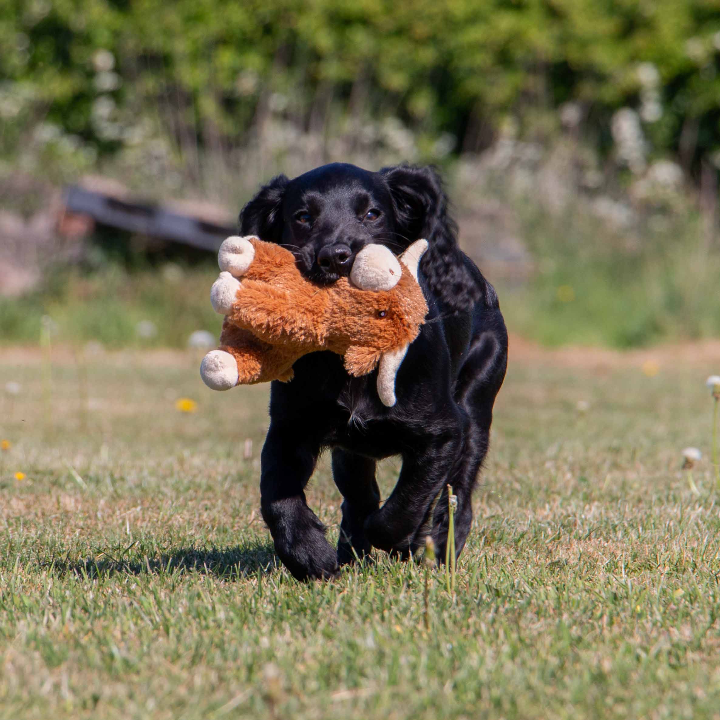 Ancol Pet Products Ltd - Wholesale Pet plush toy – Dog - Small Bite Highland Cow For Puppies & Smaller Dogs 5