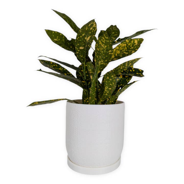 The Moss – 4 Inch Planter for wholesale by Leafprints.3d