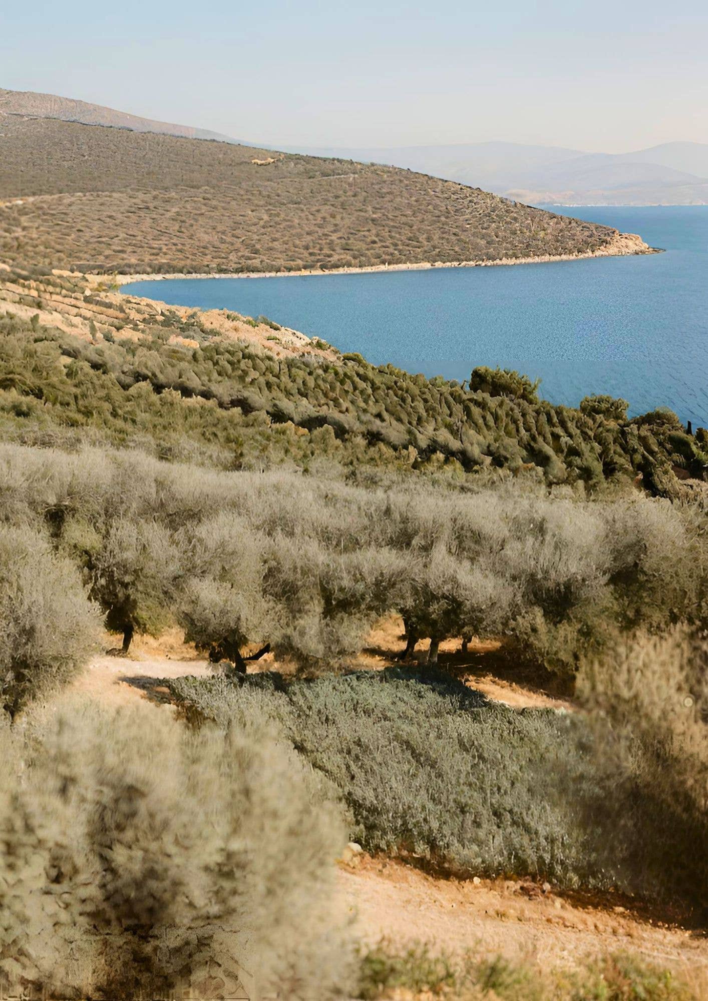 Helene Delices Grecs - Wholesale Olives - BULK Organic Green Olives 5kg4