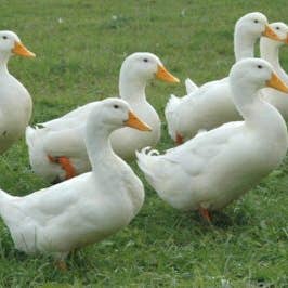 Wild West Raw - Wholesale Pet Treats - Dog - Jumbo Freeze Dried Duck Feet2