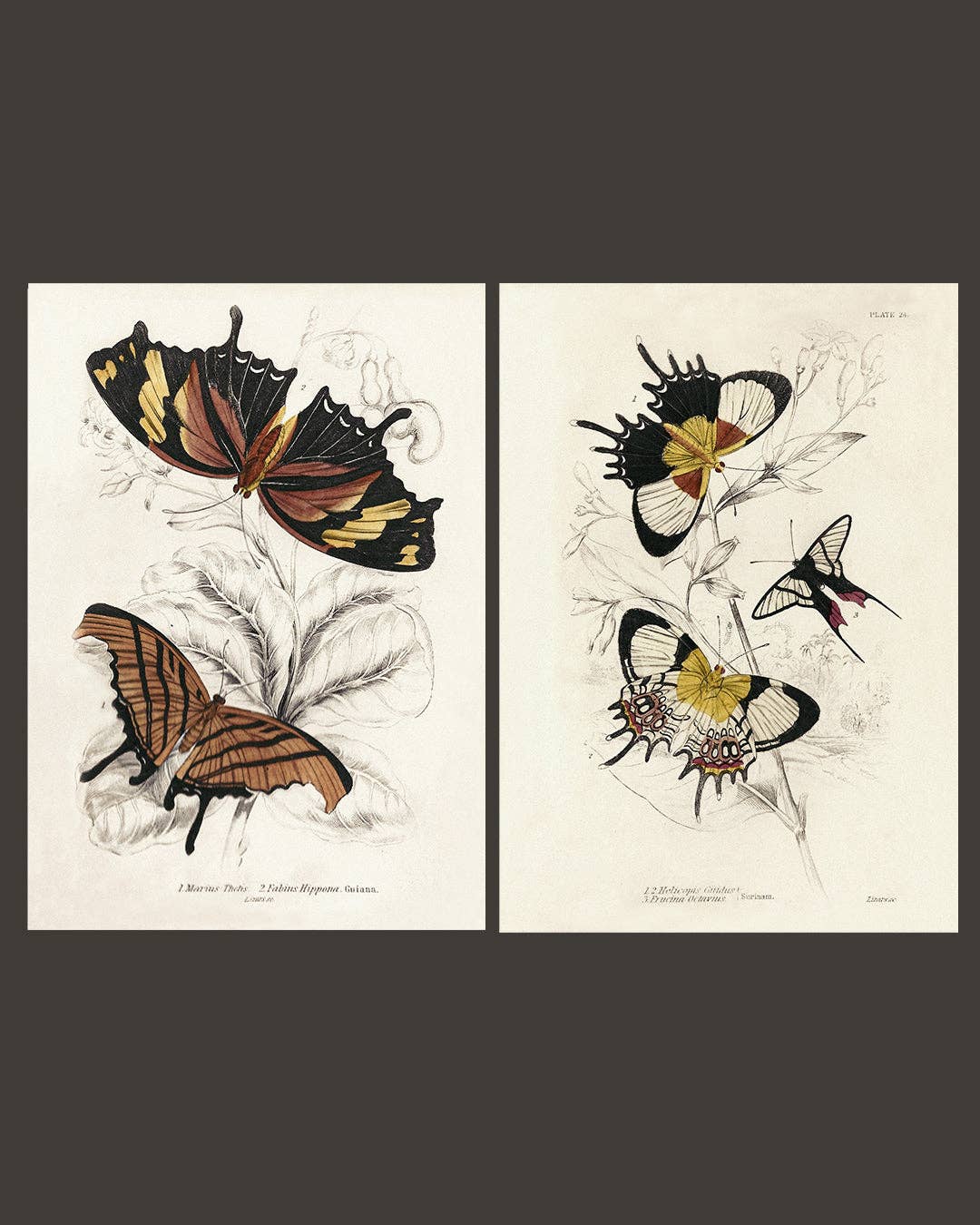 Coultura - Wholesale Gallery Wall Set - Framed Set of Two Vintage Butterfly Art Prints 02 (Classic Teak Frame Collection)4