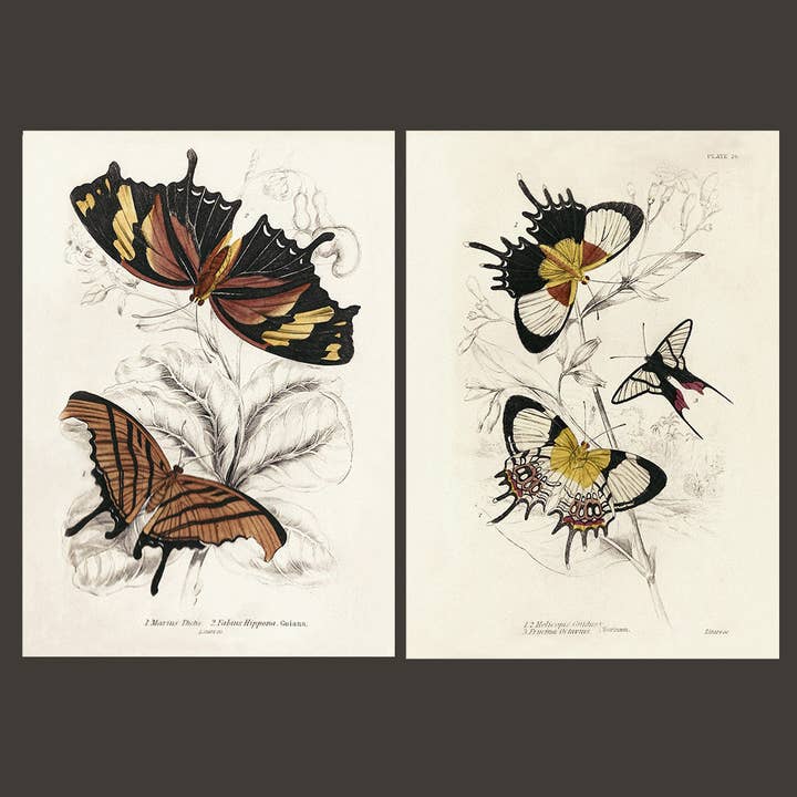 Coultura - Wholesale Gallery Wall Set - Framed Set of Two Vintage Butterfly Art Prints 02 (Classic Teak Frame Collection)4