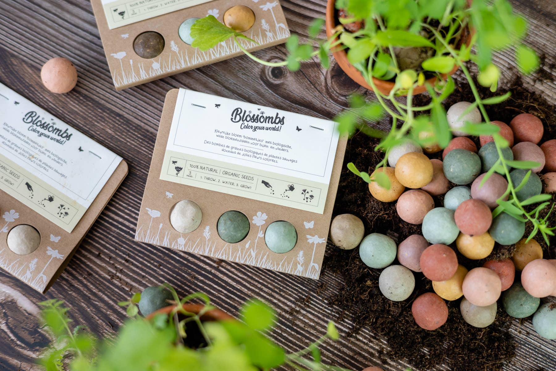 Blossombs - Vendita all'ingrosso Semi di piante - Confezione regalo con 3 bombe di semi Blossombs6