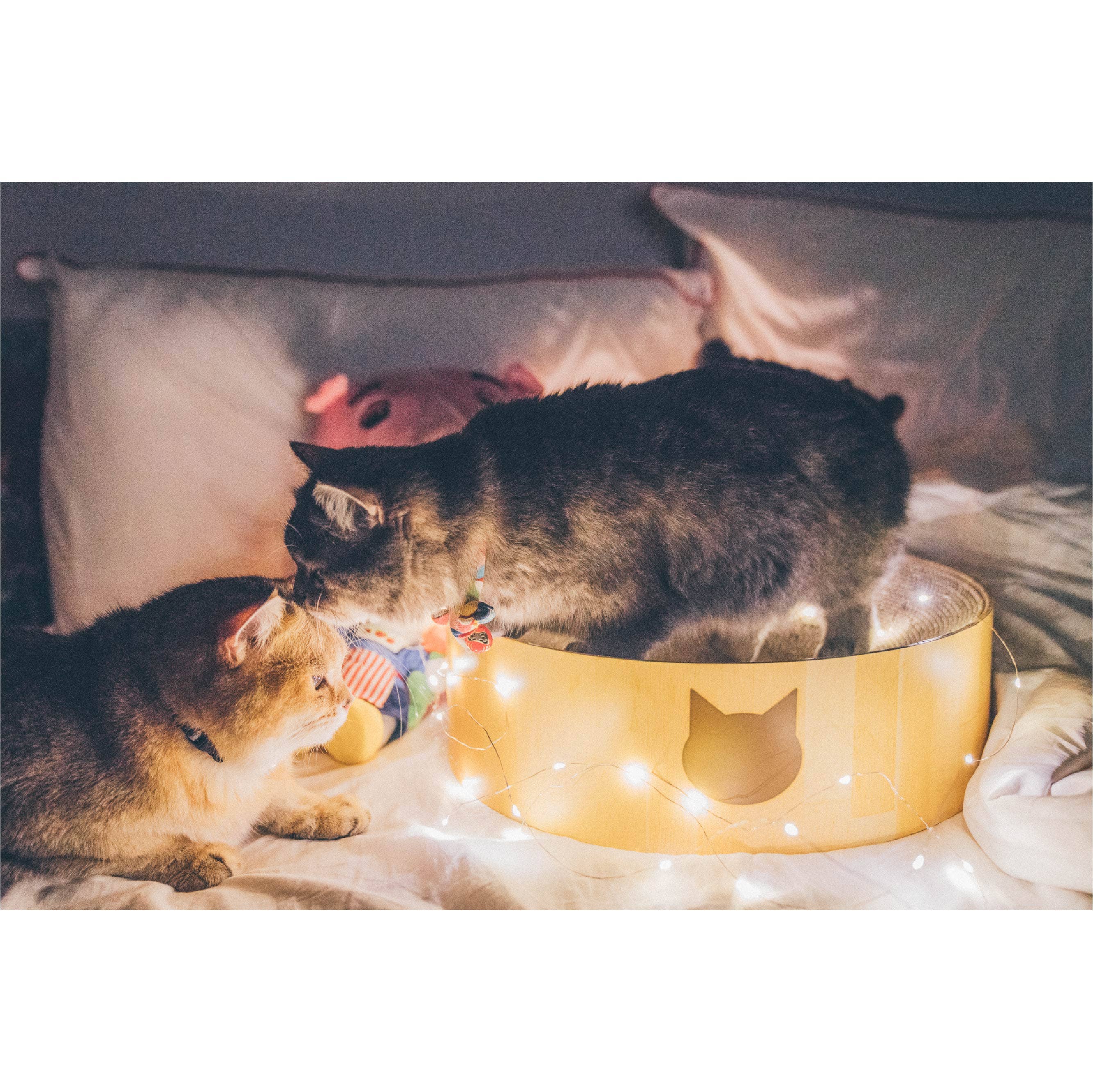 MOON-X USA, INC. - Vendita all'ingrosso Tiragraffi - Gatti - Cuccia graffiatoio rotonda Cozy Cat per gatti14