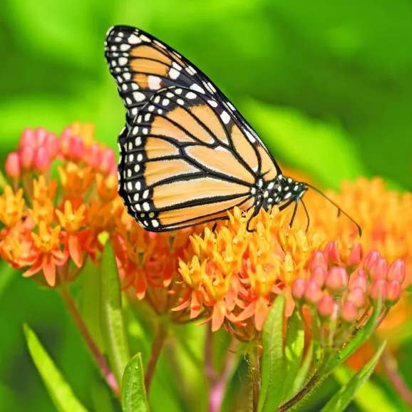 GardenPerspective - Wholesale Live Plant - Butterfly Milkweed Bare Root Live Beauty Plant - Outdoor2