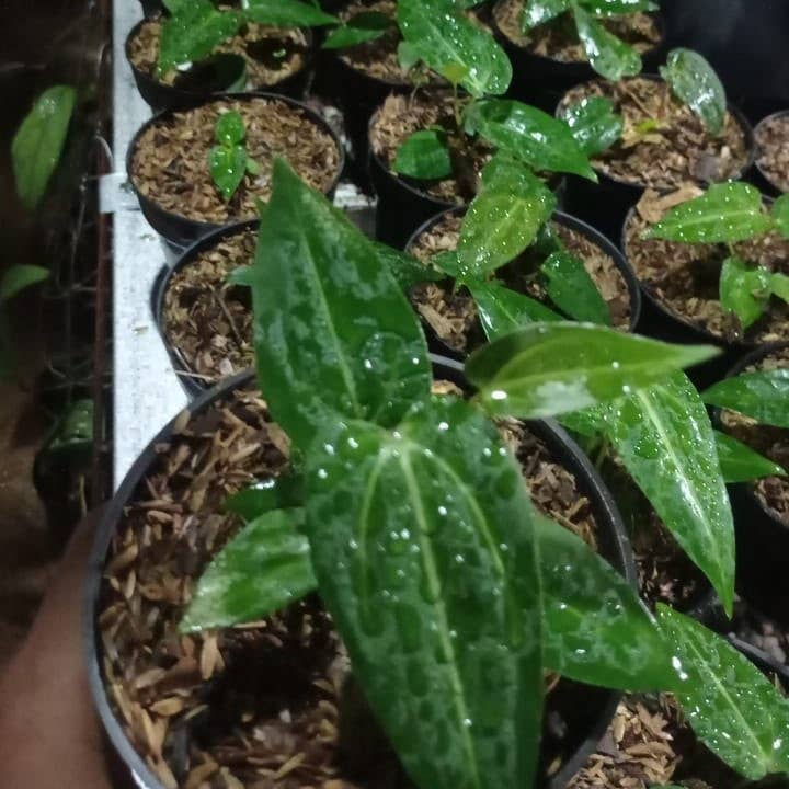 OrchidBox - Wholesale Live Plant - Anthurium papillilaminum × portillae