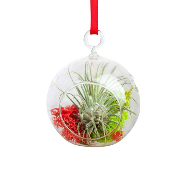Air Plant Shop - Wholesale Live Plant - Sample Shipping