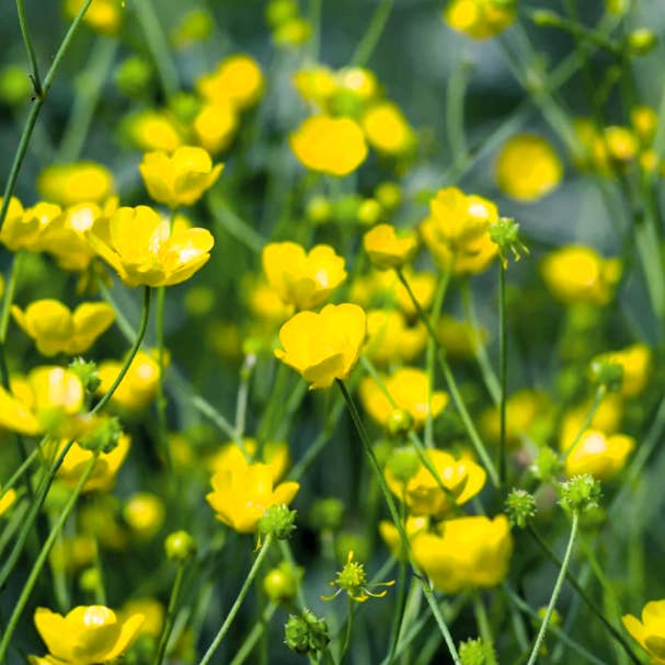 GardenPerspective - Venta al por mayor Plantas naturales - 5 - Hairy Buttercup, planta viva de raíces desnudas, perenne al aire libre