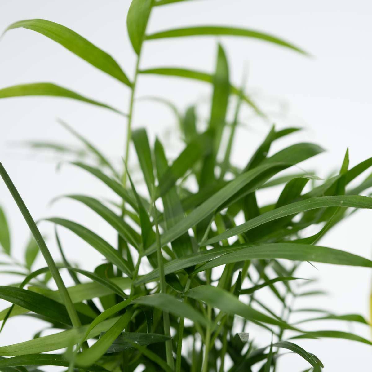 Oasis of Life - Wholesale Live Plant - Houseplant Set – 4 Plants – Height 25–40cm – Ø12cm – Easy-care Green Plants for Home & Office – Ideal for Beginners – Air-purifying & Decorative4