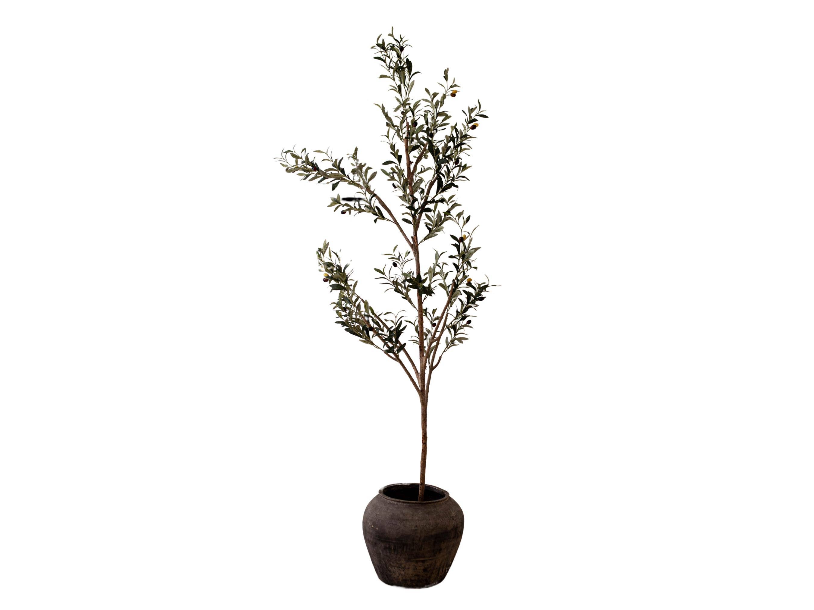 Luxe B Co - Wholesale Plant Pot - Atelier Black Vintage Olive Tree Pot Vase12