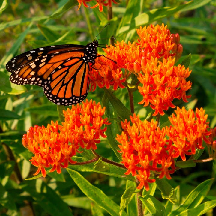GardenPerspective - Wholesale Live Plant - Butterfly Milkweed Bare Root Live Beauty Plant - Outdoor1