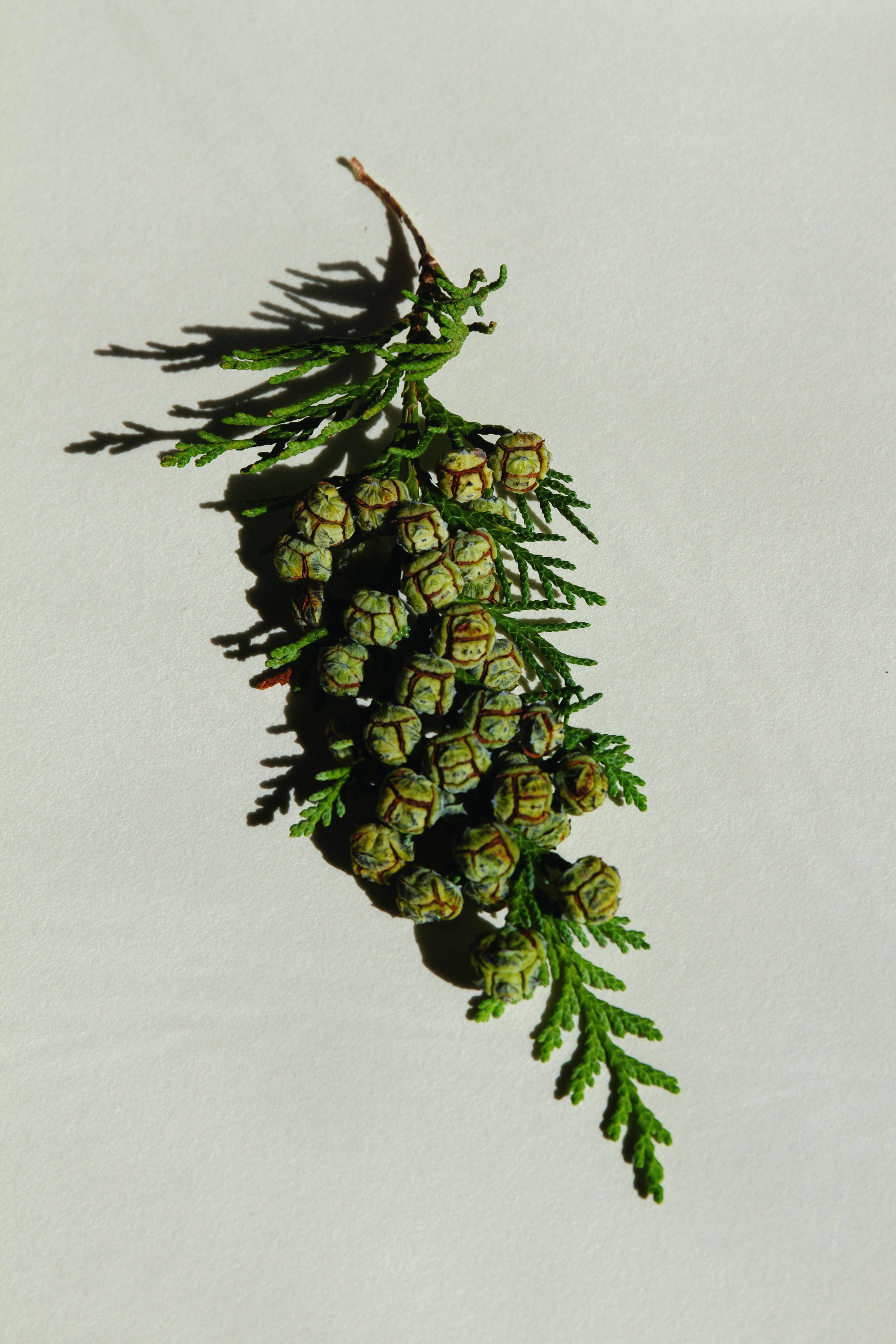 SUMMER SOLACE- Regenerative Tallow Beauty – Engroshandel Glaslys – Evergreen Essence – Ceder- og egetræsmose-lys, 170 g2