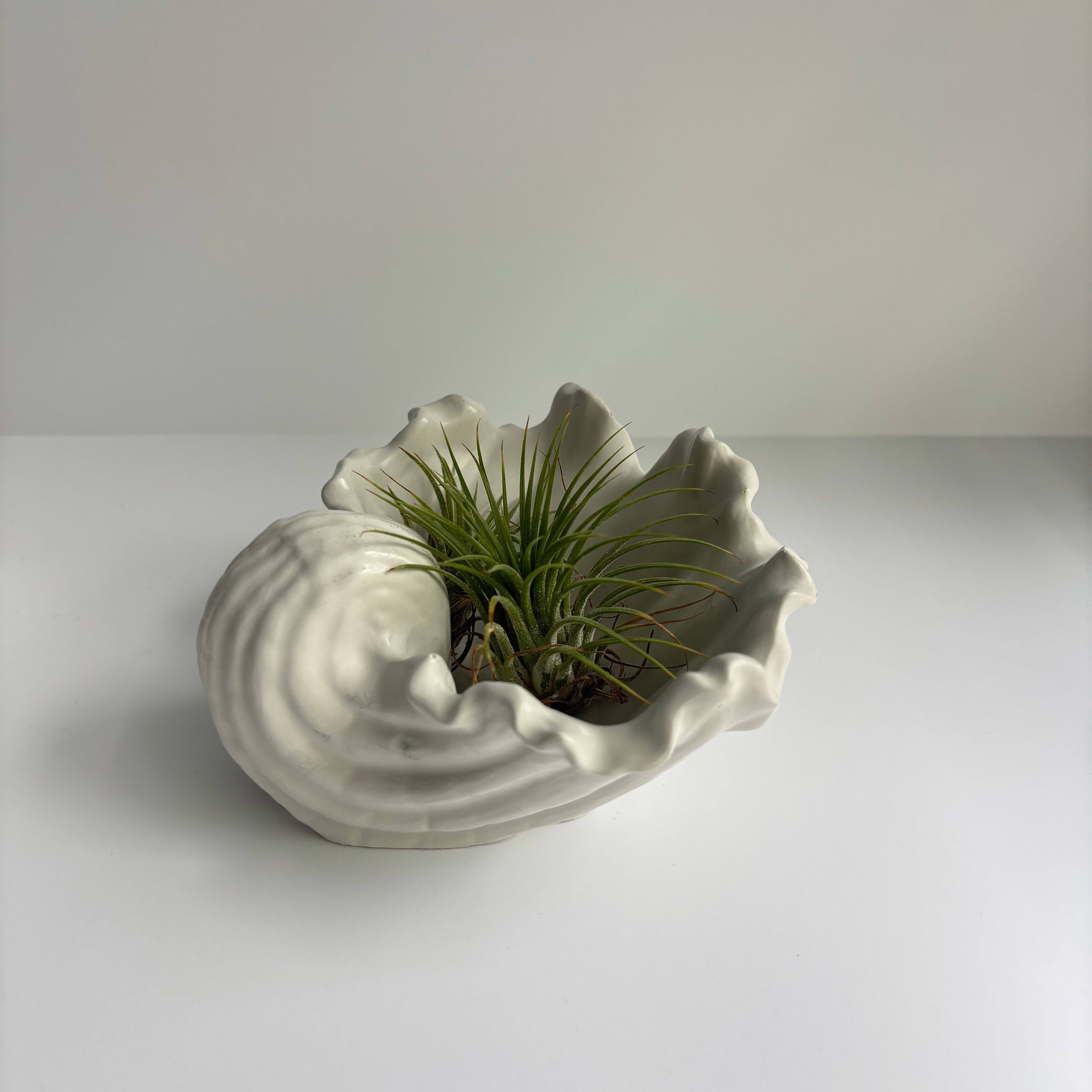 Fancy Concrete - Wholesale Decorative Plate/Dish/Bowl - Selene - Shell Bowl-Dish3