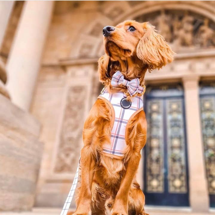 Pawsome Life - Wholesale Pet Collar - Dog - Dog Collar Puppy Collar Designer Dog Collar and Lead Plaid2