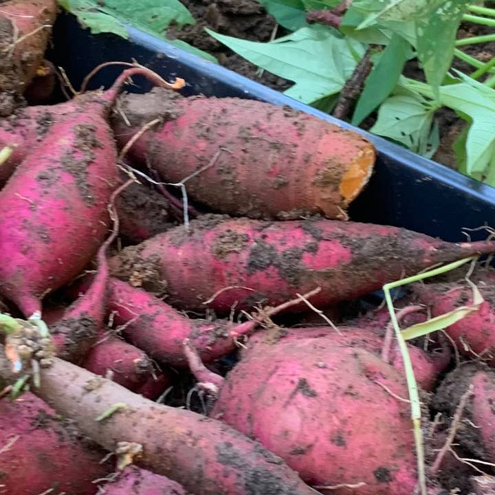 Organic Sweet Potato Starts - Slips or Potted Plants for wholesale by Steep Hill Garden