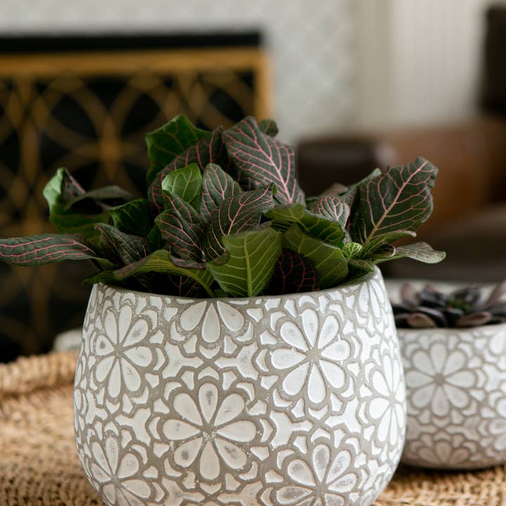 5.5 in. Marguerite Planter (case of 16) for wholesale by Jackson Pottery