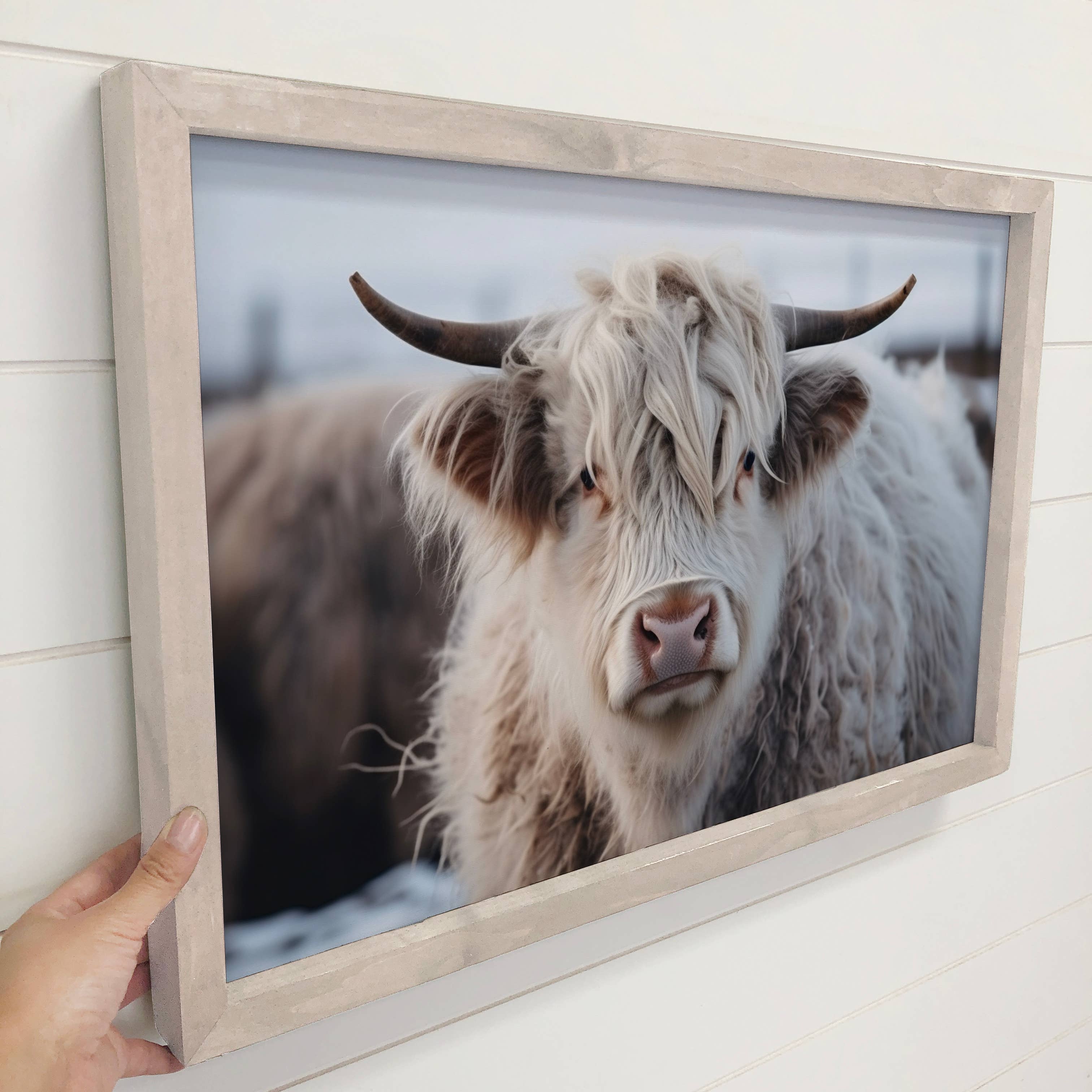 Hangout Home - Wholesale Kunstprint - White Highland Cow - Boerderijinrichting - Ingelijste dierenfoto1