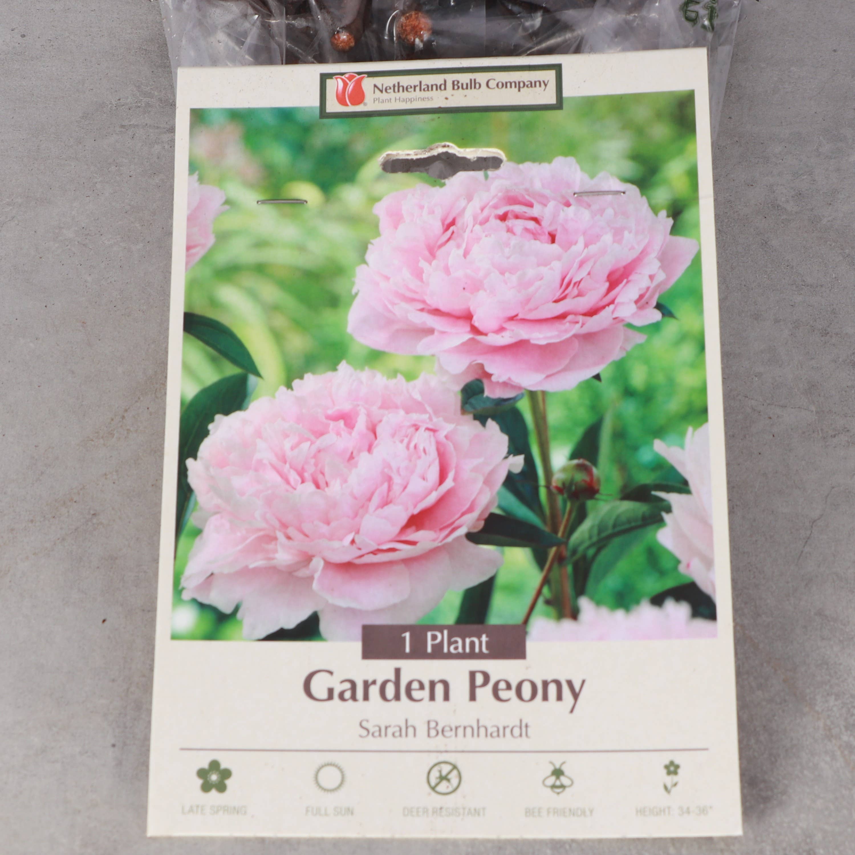 Thorsen's Greenhouse - Vente Plante - Bulbes de pivoines - Variétés multiples - Vivaces3