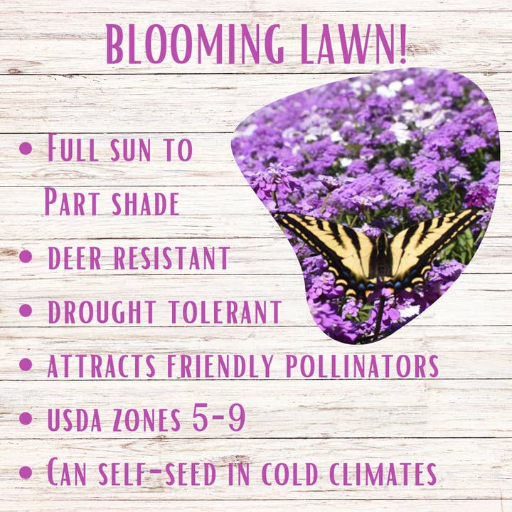 Flawn Seed Kits - Wholesale Plant Seeds - Sweet Alyssum Royal Carpet Seed Pouches1