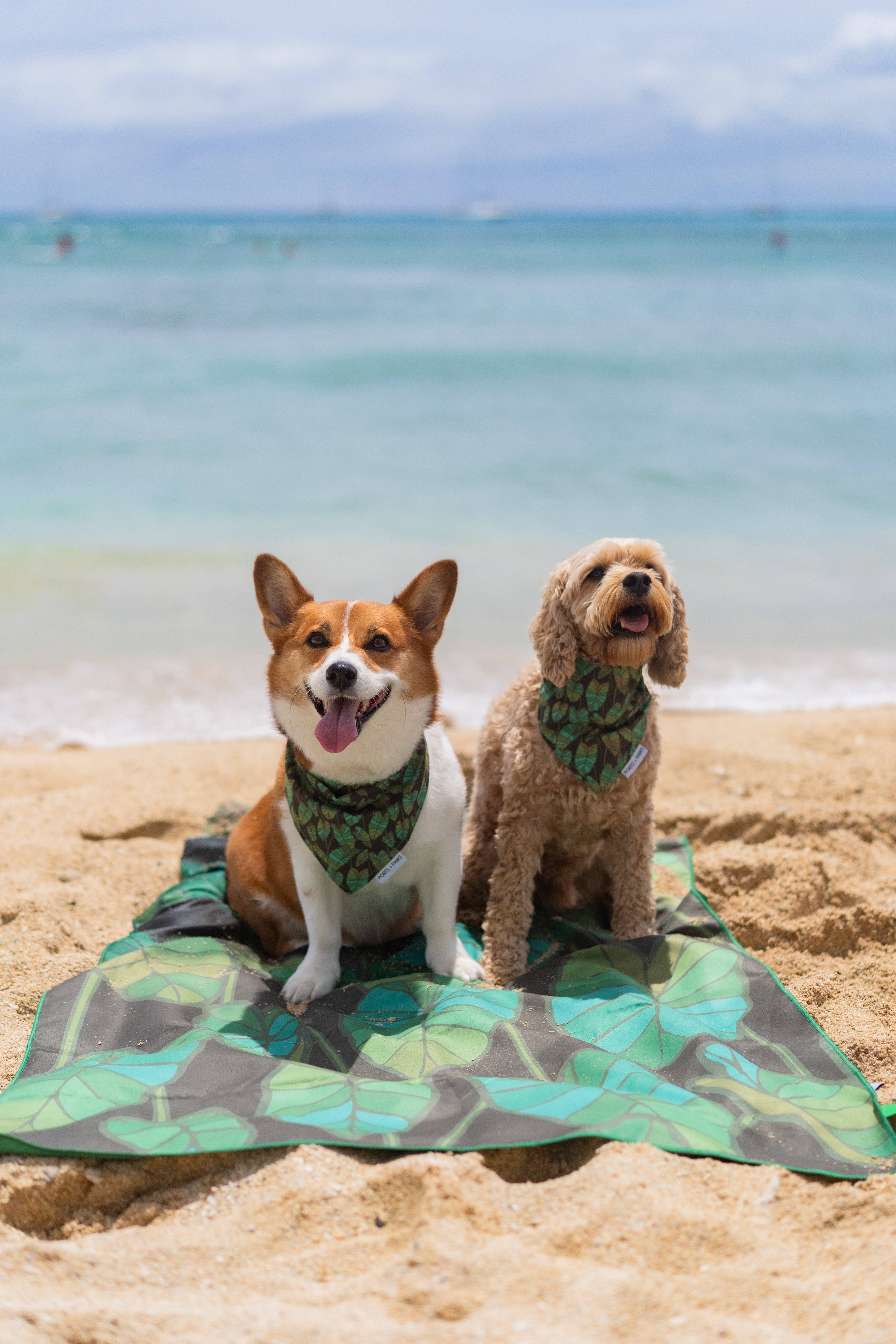 Ports and Paws - Wholesale Beach Towel - TOWEL - KALO2