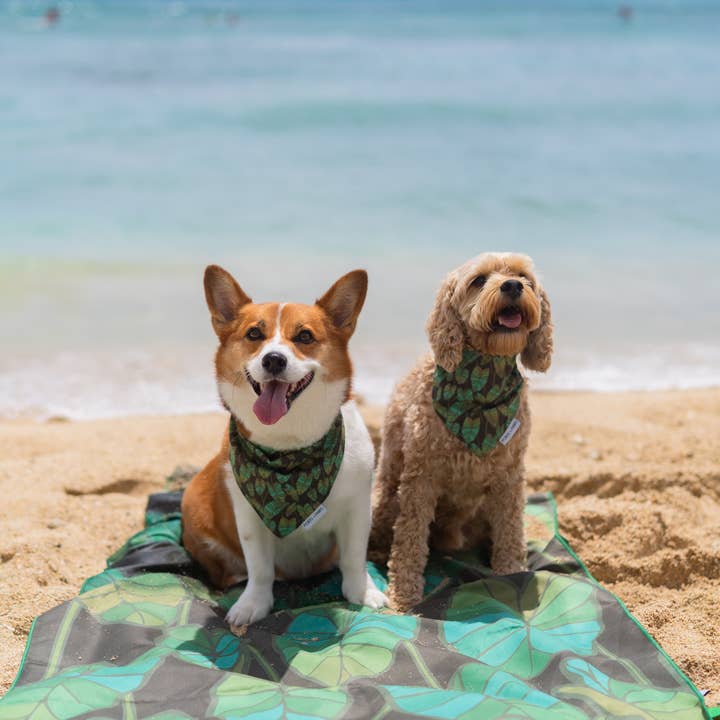 Ports and Paws - Wholesale Beach Towel - TOWEL - KALO2