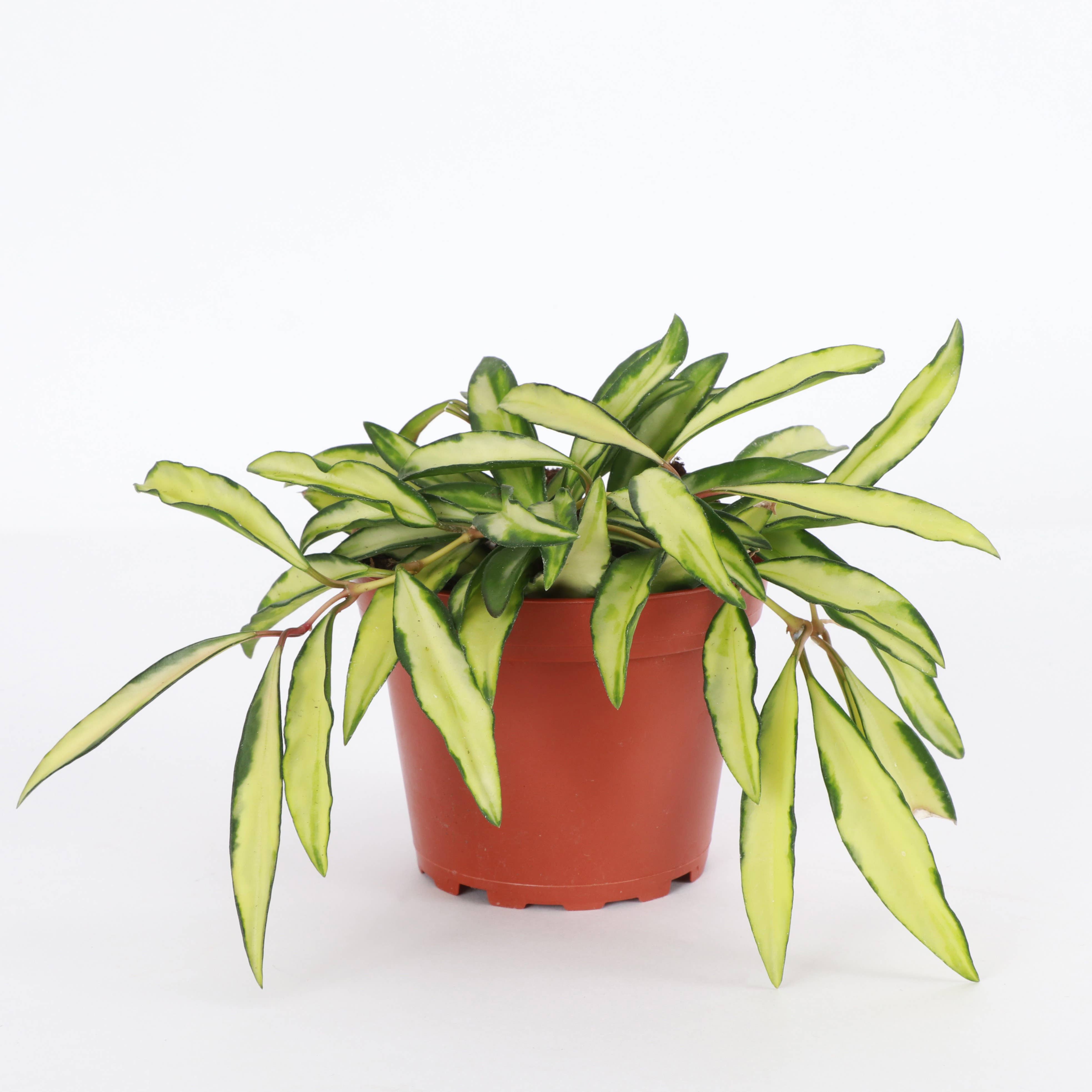 Thorsen's Greenhouse - Wholesale Live Plant - Hoya Wayetii Tricolor - 4" Live Plant2