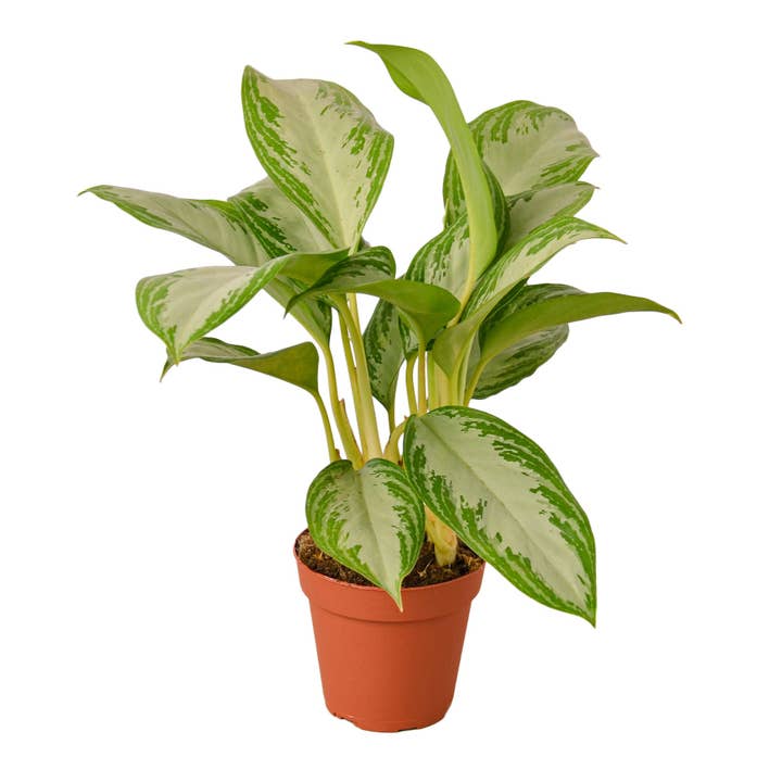 Chinese Evergreen 'Silver Bay' for wholesale by Rooted Treasures Farms