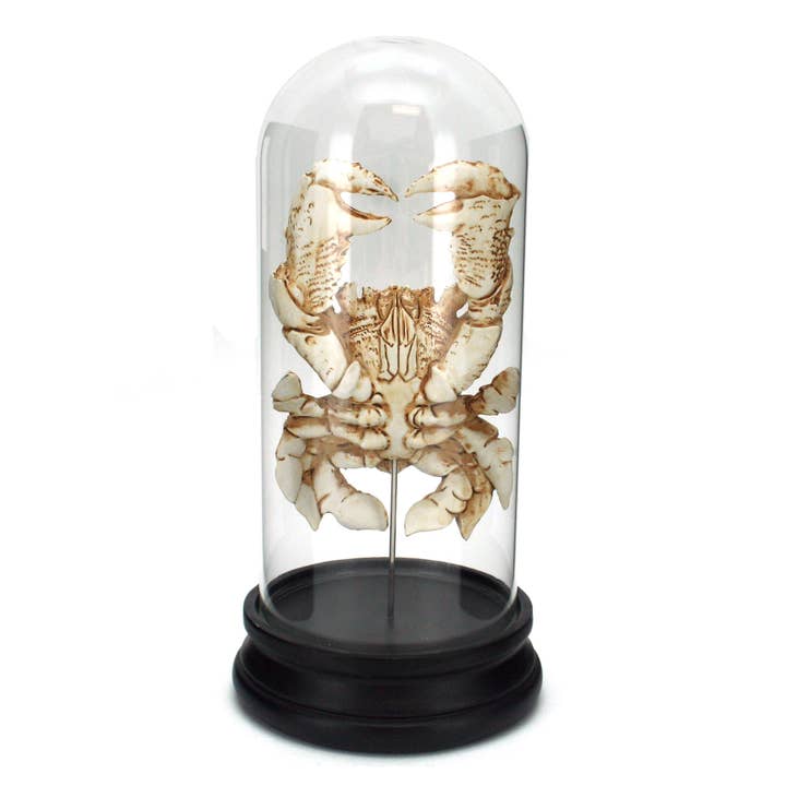 Modern Coastal by Contrast Inc. – wholesale Decorative tabletop object – Fossilized Red Frog Crab Capsule
