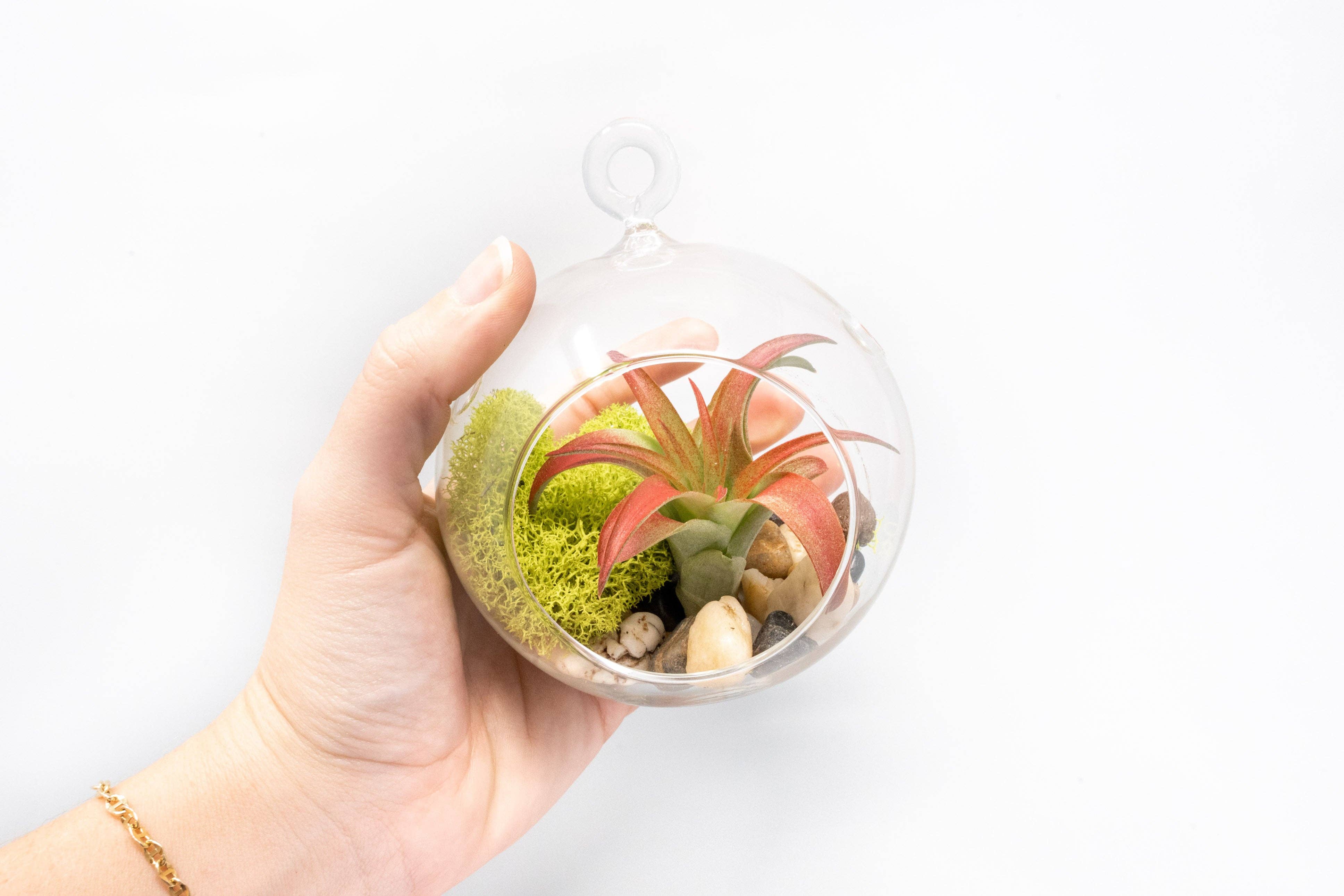 Air Plant Shop - Wholesale Live Plant - Preserved Chartreuse Moss1