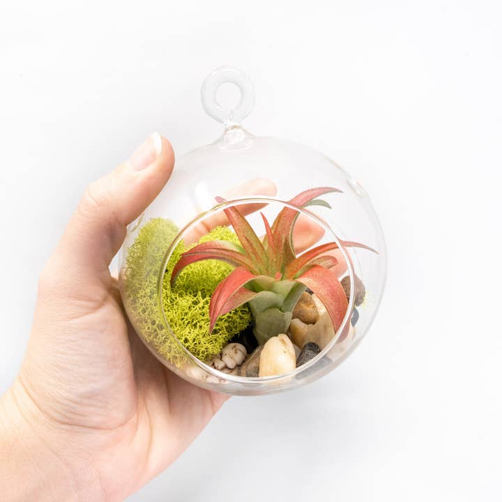 Air Plant Shop - Wholesale Live Plant - Preserved Chartreuse Moss1
