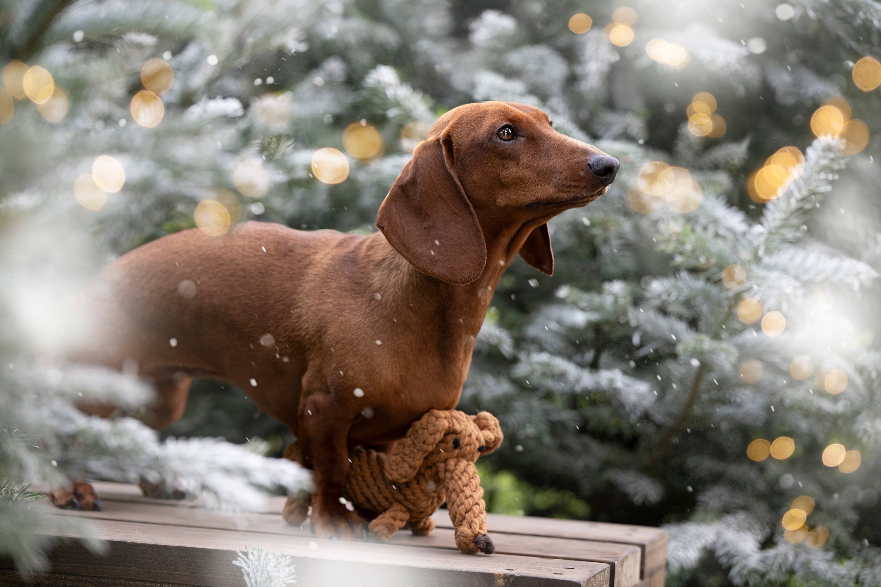 LABONI - Volentis GmbH - Wholesale Pet Chew Toy - Dog - DIEGO DACKEL – The Trend Toy Every Dog Wants2