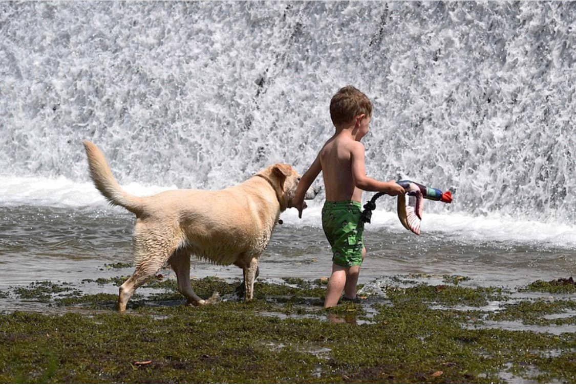 Spunky Pup - Wholesale Pet Toy - Dog - Fly & Fetch Launching Toys6