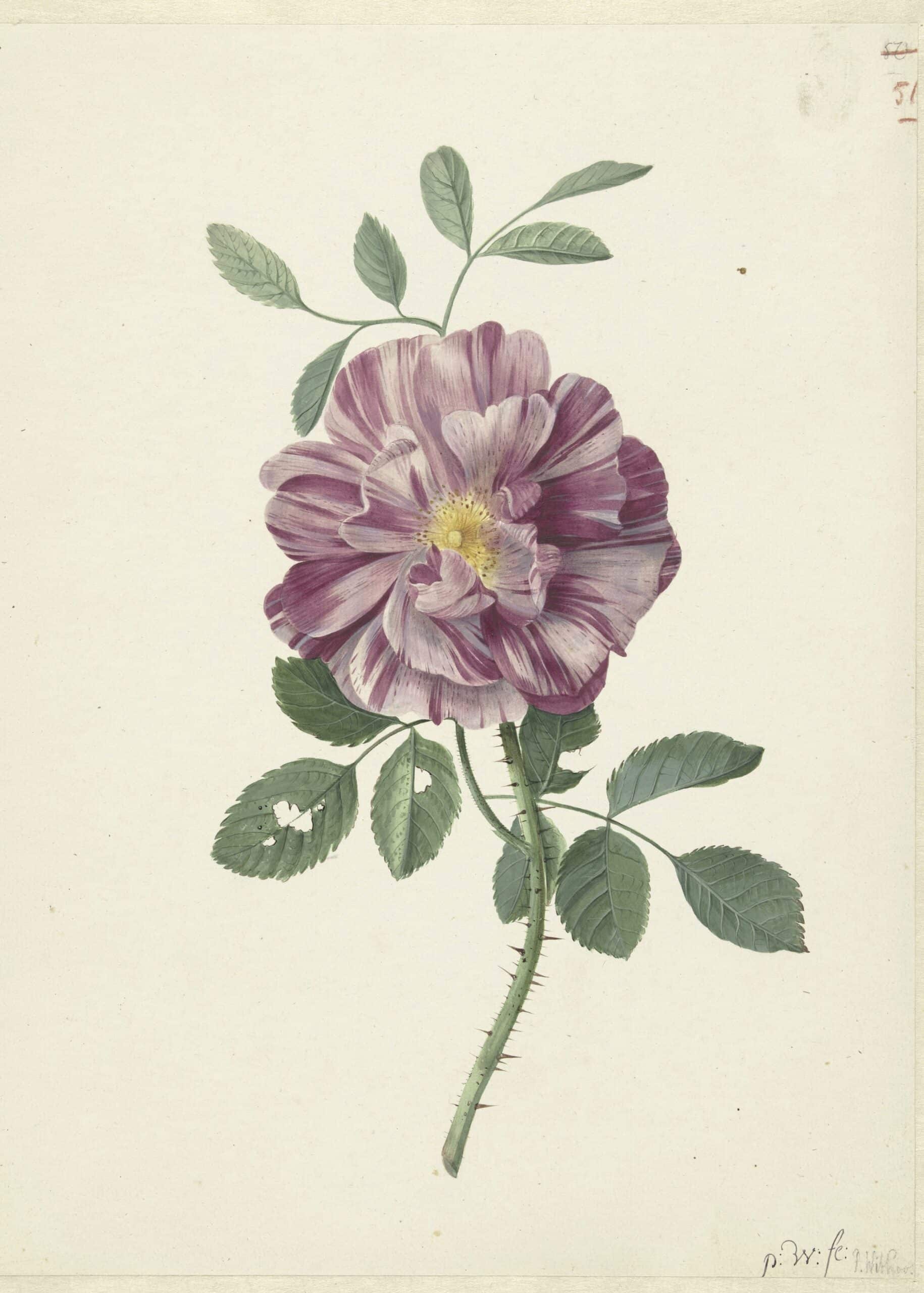 Esque - Wholesale Poster - Botanical Rose Poster0