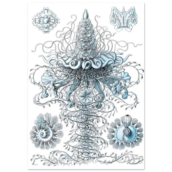 Sifonofori per la vendita all'ingrosso da parte di Maison de Paloma