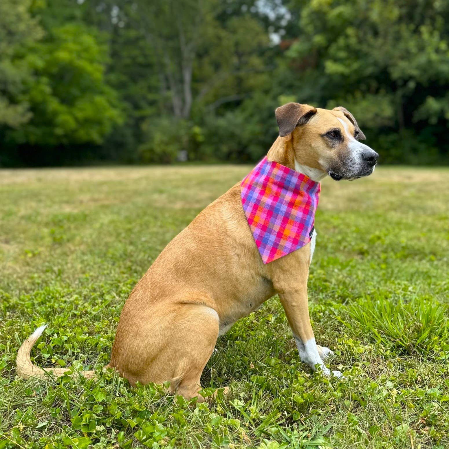 RUFFLECT Dog Bandanas – Großhandel Haustier-Bandana – Hund – RUFFLECT® Hundehalstuch aus kariertem Flanell mit Lupine4