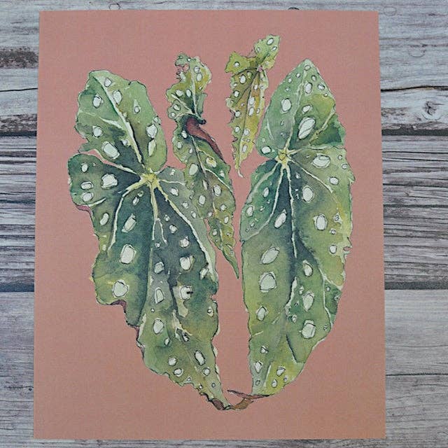 Watercolor Art Print: Begonia Maculata Foliage on Dusty Rose for wholesale by Rootbound