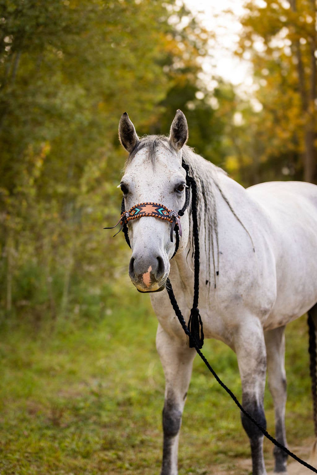 Schulz Equine – wholesale Ridutrustning – Flätat repgrimma i mule tape-stil med grimskaft25