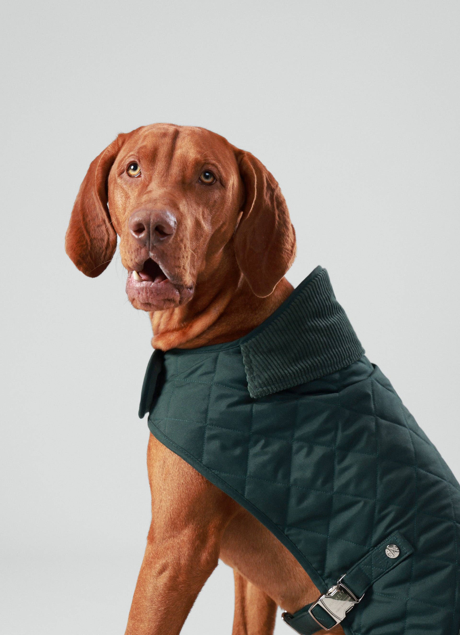 Hugo & Hudson – wholesale Pet jacket – Dog – Hackett x Hugo Hudson Forest Green Quilted Dog Jacket6