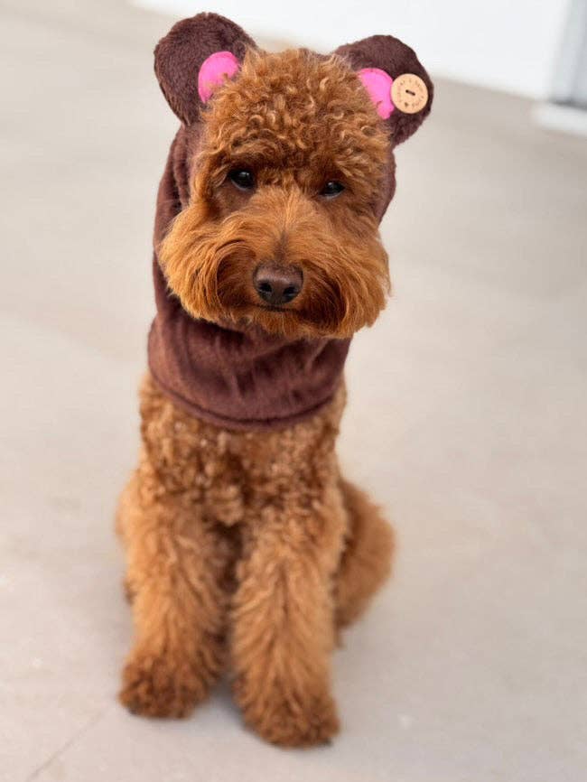 Puppies & Pom Poms - Wholesale Pet Costume - Dog - Dog Snood / Buff / Hat - Brown Teddy Bear3