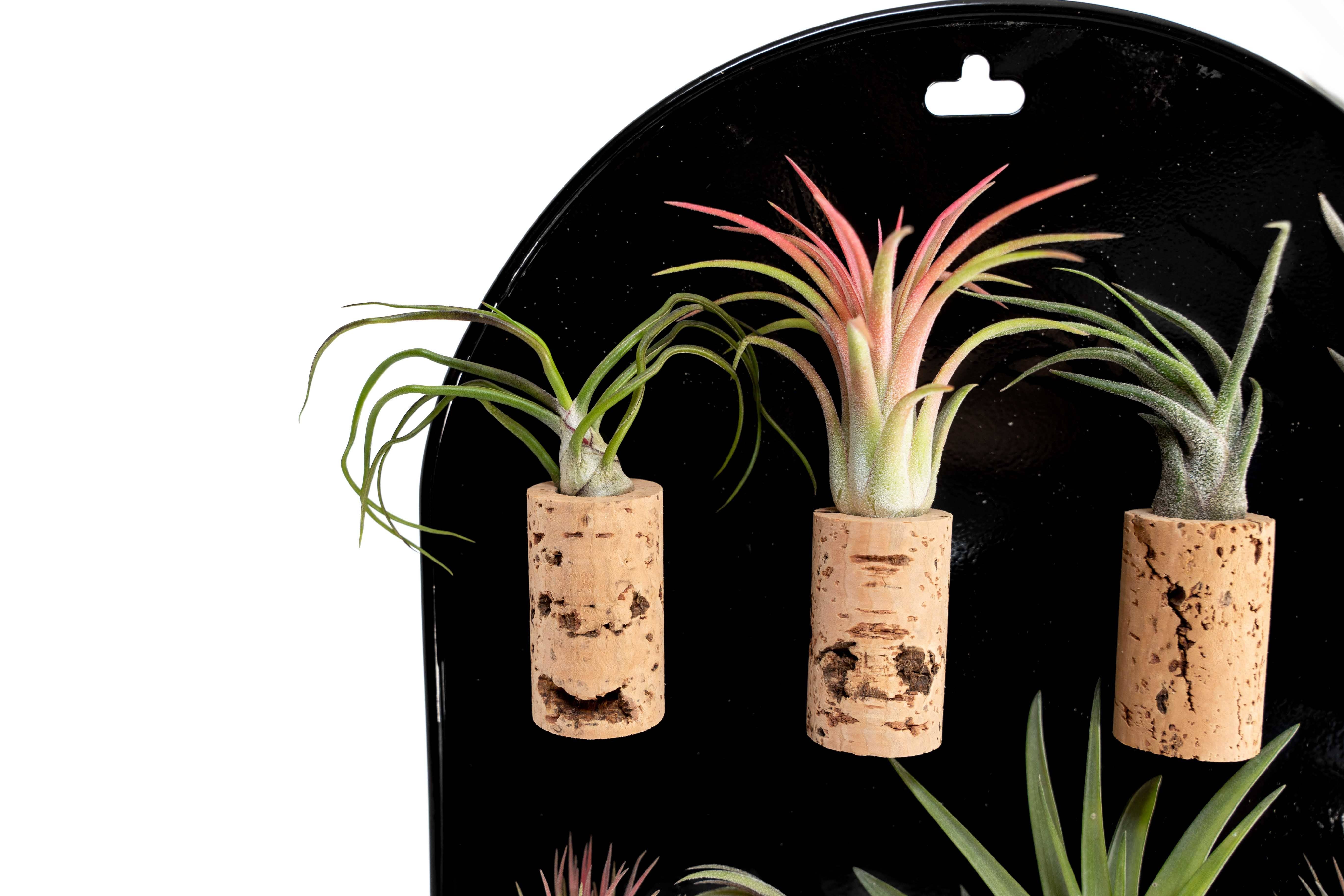 Air Plant Shop - Wholesale Retailer Display - Home & Living - Black Magnetic Retail Display For Our Air Plant Magnets1