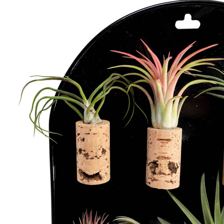 Air Plant Shop - Wholesale Retailer Display - Home & Living - Black Magnetic Retail Display For Our Air Plant Magnets1