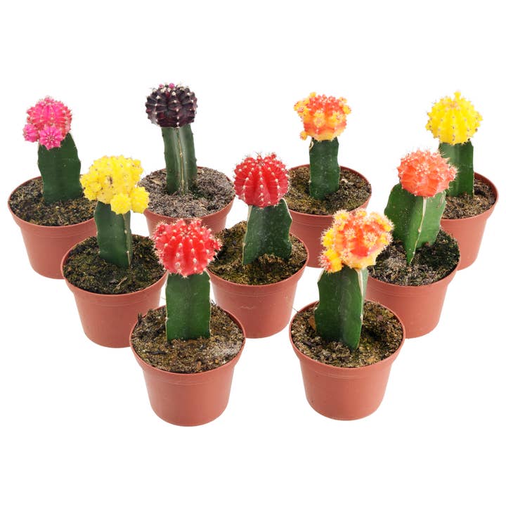 Cactus Grafted Colortop 3 inch Grower Pot for wholesale by Arcadia Garden Products