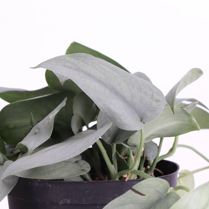 Thorsen's Greenhouse - Wholesale Live Plant - Scindapsus Java Platinum - 6" Live Plant5