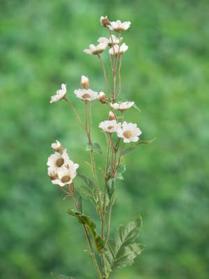 Artificial White Daisy Silk Flower Spray Stem for wholesale by Mezu Silk Flowers
