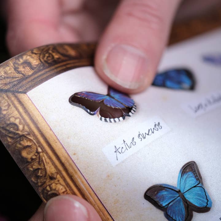 Moth and Myth - Wholesale Craft Supplies - ’Galaxy' Micro Moth & Butterfly Collection