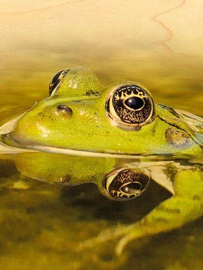 HOUTEN ANSICHTKAART KIKKER DRIE OGEN voor wholesale door Hironwoods