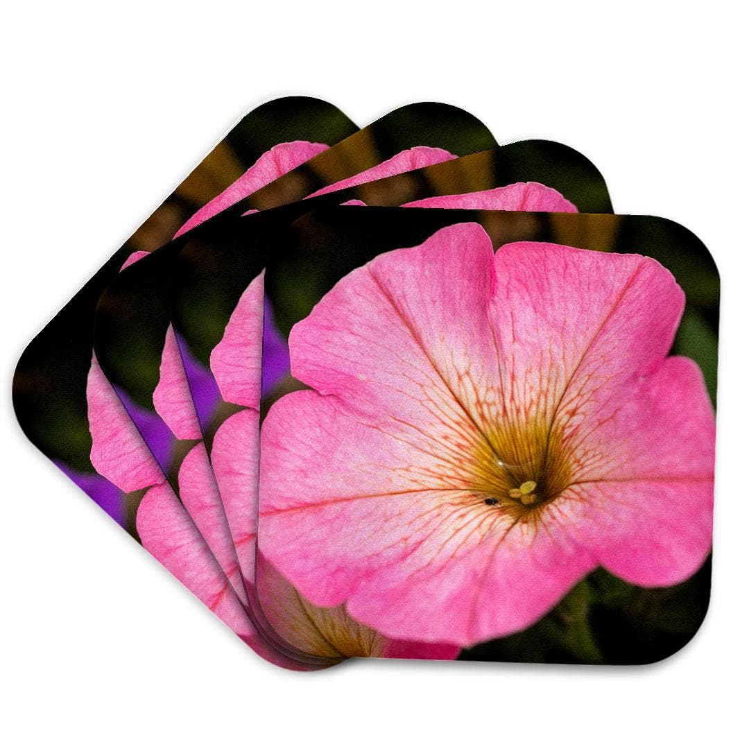 3dRose – wholesale Coasters – 3dRose, Pink petunia flower. A bug drinks rainwater from inside the plant, Coaster7